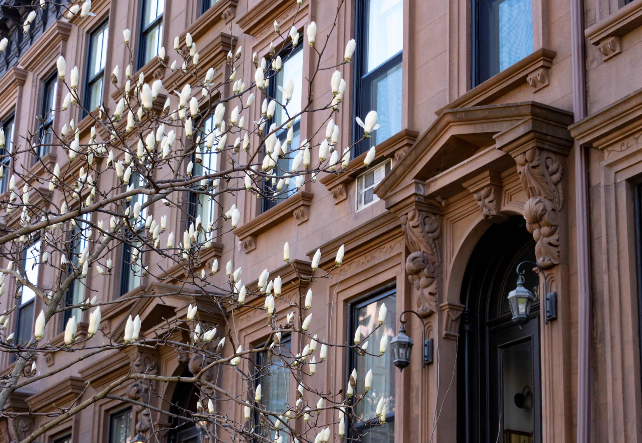 brooklyn - a magnolia tree getting ready to bloom in front of a clinton hill brownstone