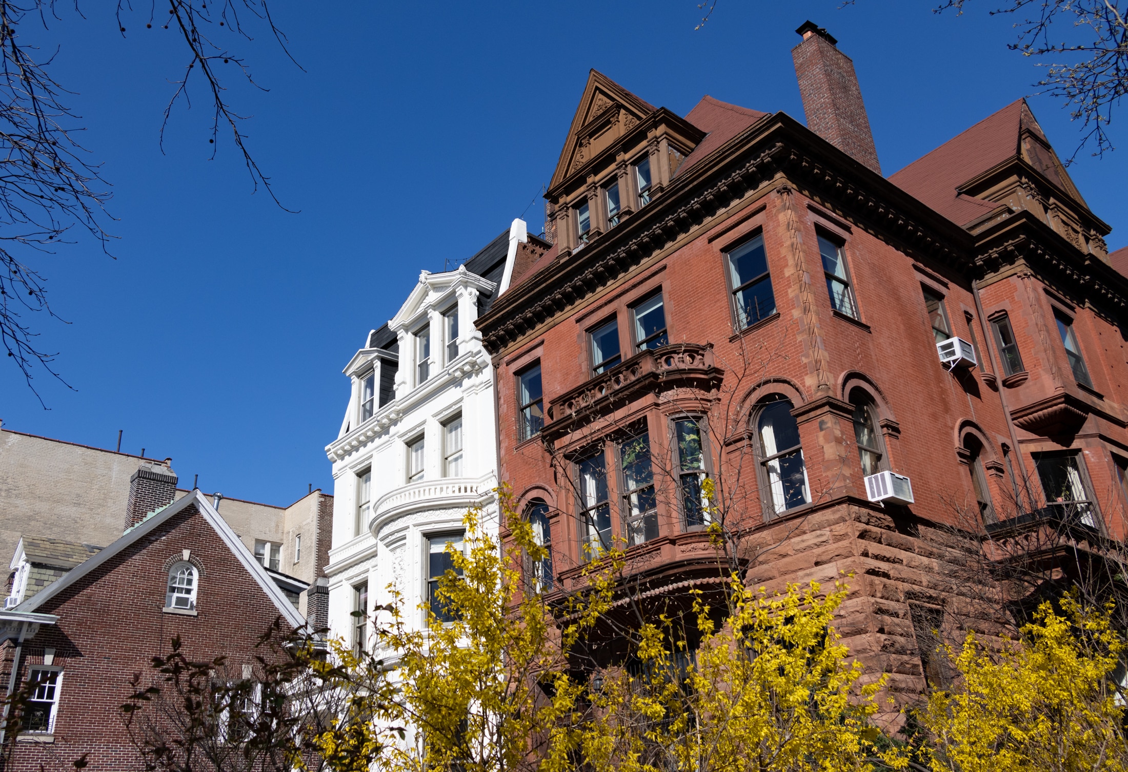 brooklyn - forsythia blooming in front of mansions on Clinton Avenue