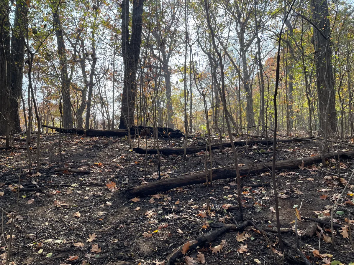 A two-alarm fire burned through two acres and caused significant damage in Prospect Park on Nov. 8.