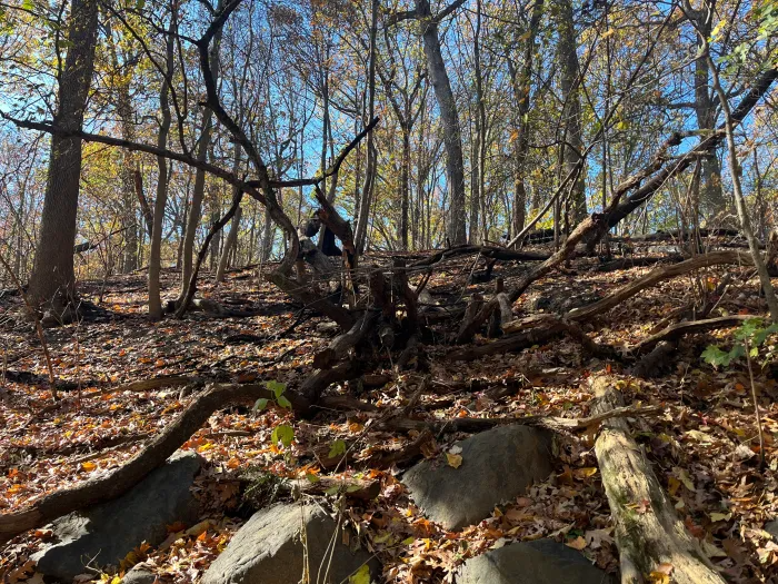 fire damaged woods